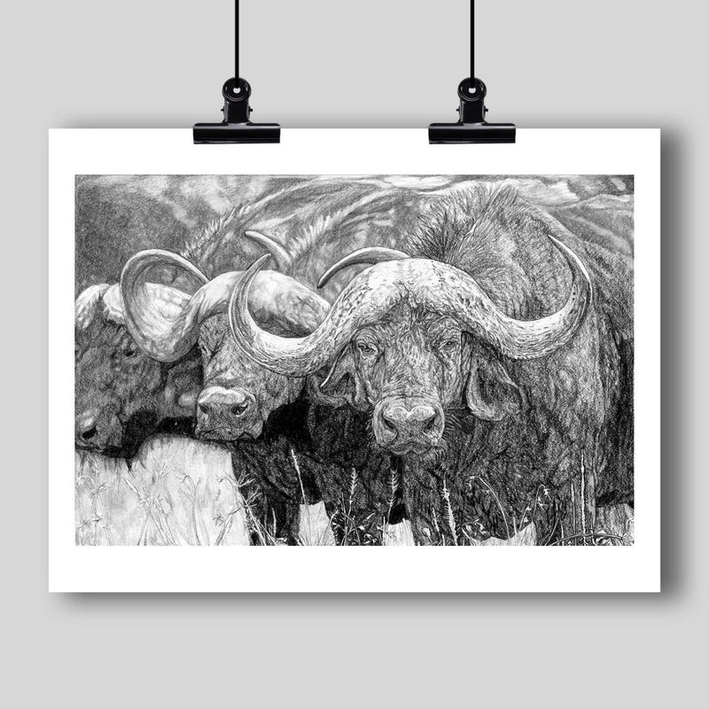 "African Cape Buffalo" Fine Art Print - Dan Pearce Sticker Shop