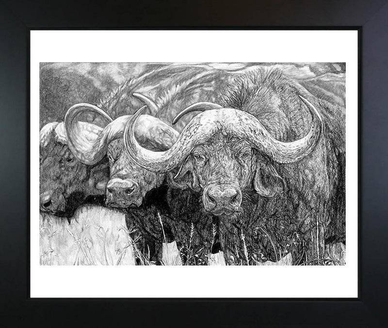 "African Cape Buffalo" Fine Art Print - Dan Pearce Sticker Shop