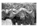 "African Cape Buffalo" Original Artwork 18 x 24 - Dan Pearce Sticker Shop