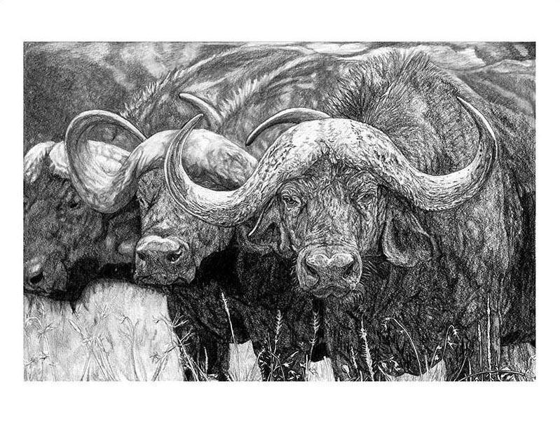 "African Cape Buffalo" Original Artwork 18 x 24 - Dan Pearce Sticker Shop