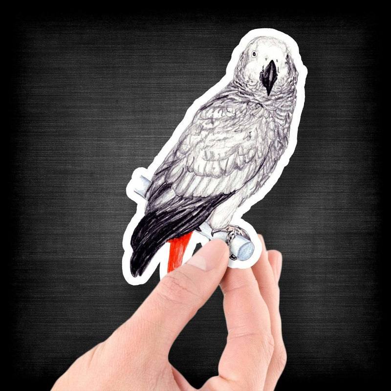 African Grey Congo Parrot (Drawing) - Vinyl Sticker - Dan Pearce Sticker Shop
