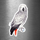 African Grey Congo Parrot (Drawing) - Vinyl Sticker - Dan Pearce Sticker Shop