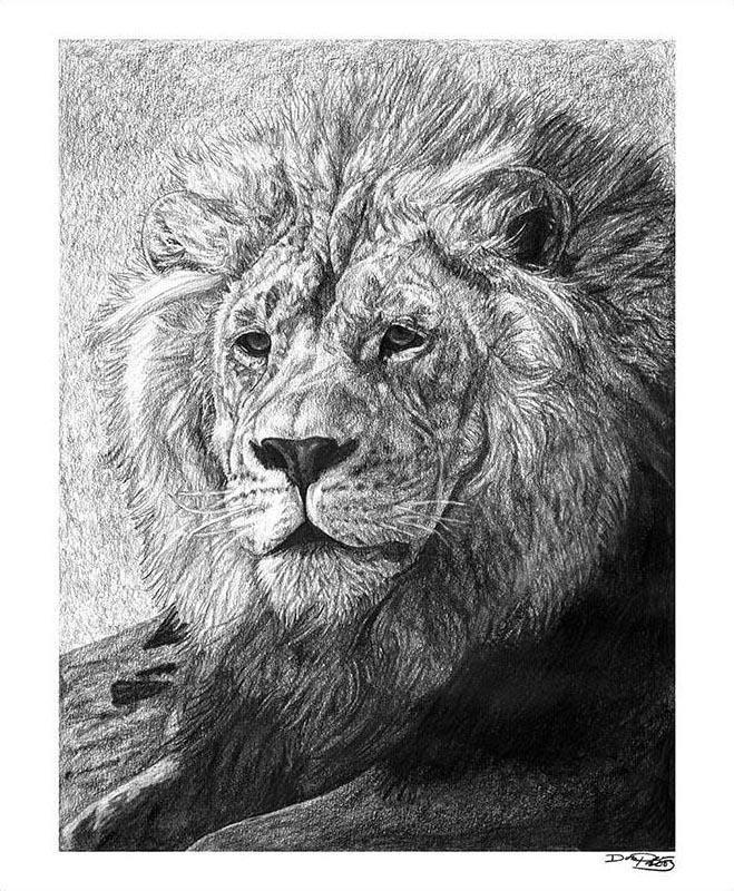 "African Nobility" Original Lion Artwork 18 x 24 - Dan Pearce Sticker Shop