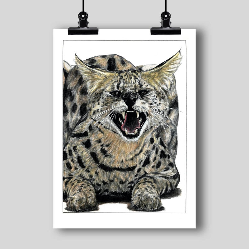 African Serval Fine Art Print - Dan Pearce Sticker Shop