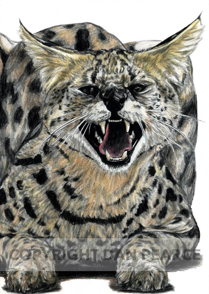 African Serval Original Fine Artwork 11 x 14 - Dan Pearce Sticker Shop