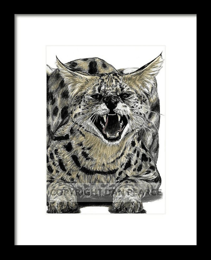 African Serval Original Fine Artwork 11 x 14 - Dan Pearce Sticker Shop