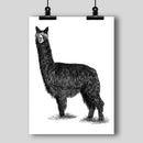 Alpaca Beauty Fine Art Print - Dan Pearce Sticker Shop