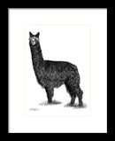Alpaca Beauty Fine Art Print - Dan Pearce Sticker Shop