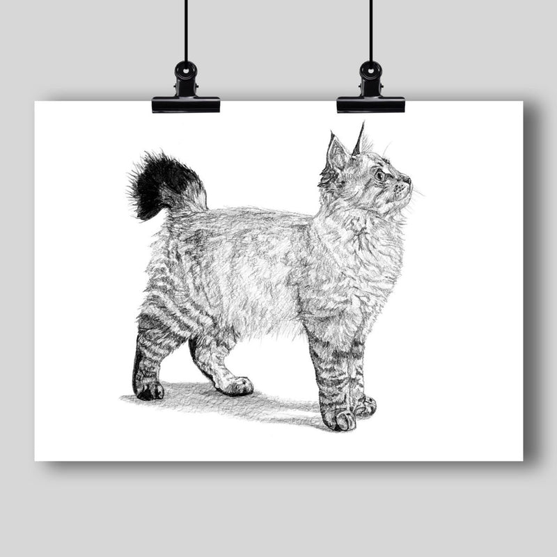 American Bobtail Cat Fine Art Print - Dan Pearce Sticker Shop