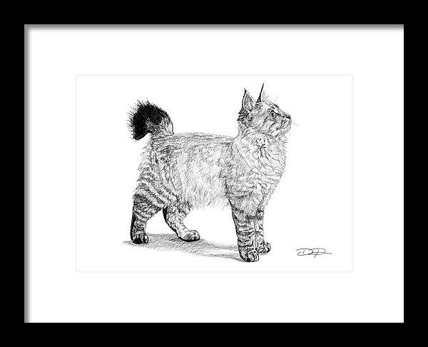 American Bobtail Cat Fine Art Print - Dan Pearce Sticker Shop