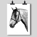 Andalusian Horse Fine Art Print - Dan Pearce Sticker Shop