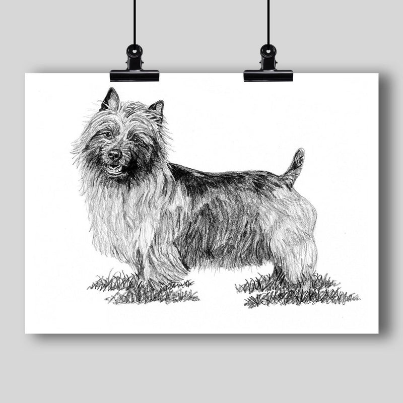 Australian Terrier Dog Fine Art Print - Dan Pearce Sticker Shop