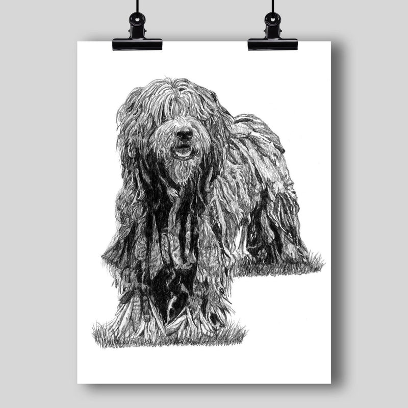 Bergamasco Sheep Dog Fine Art Print - Dan Pearce Sticker Shop