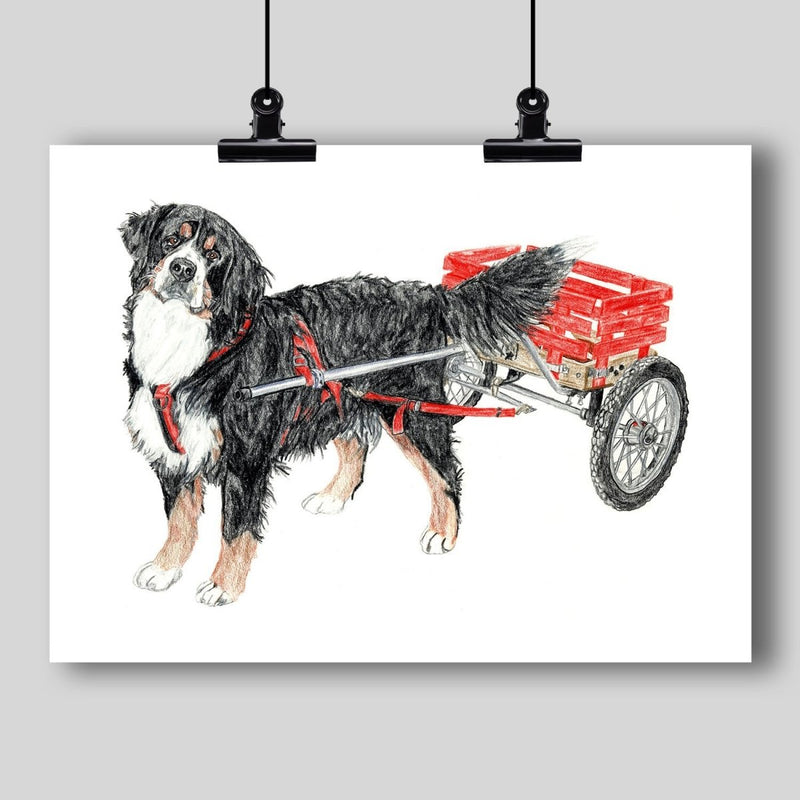 Bernese Mountain Dog Fine Art Print - Dan Pearce Sticker Shop