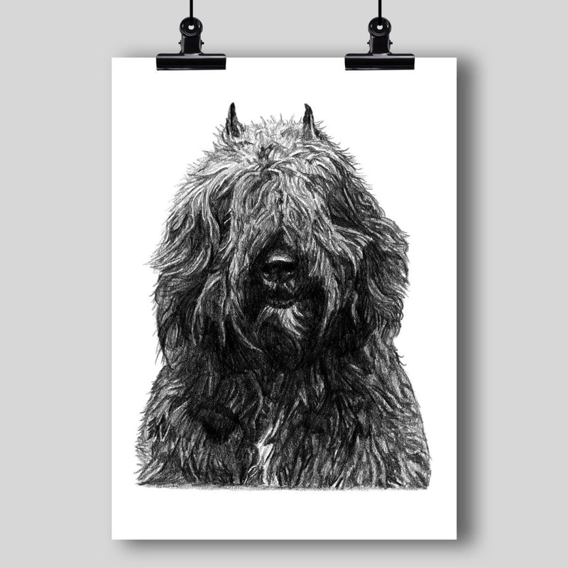 Bouvier des Flandres Dog Fine Art Print - Dan Pearce Sticker Shop