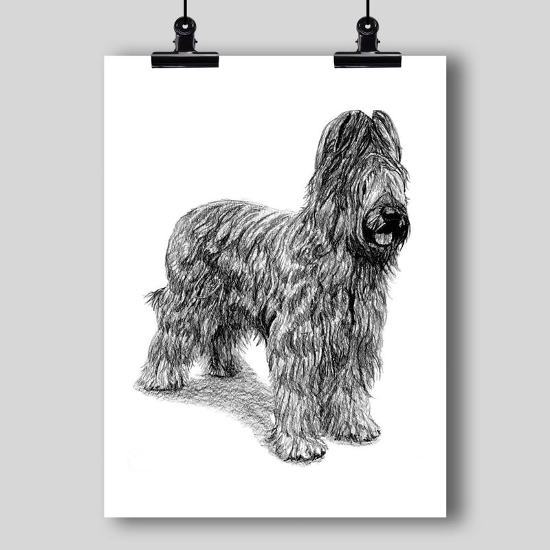 Briard Dog Fine Art Print - Dan Pearce Sticker Shop