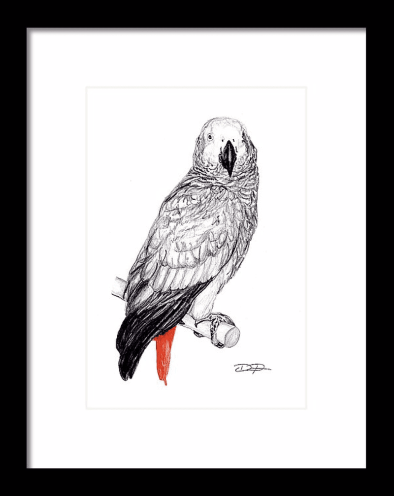 Congo African Grey Parrot Fine Art Print - Dan Pearce Sticker Shop