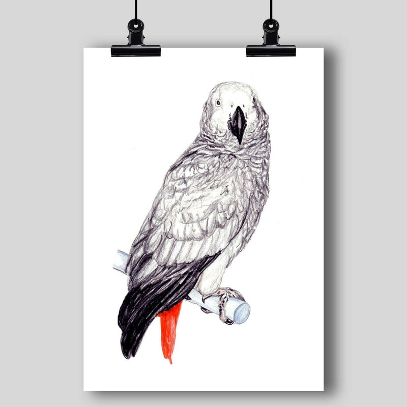 Congo African Grey Parrot Fine Art Print - Dan Pearce Sticker Shop