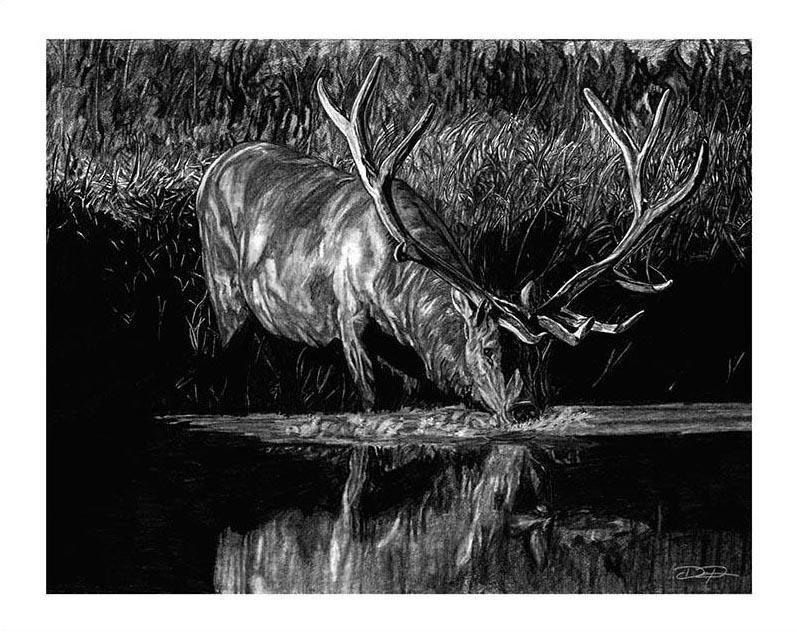 "Forest Royal" Original Elk Artwork 18 x 24 - Dan Pearce Sticker Shop