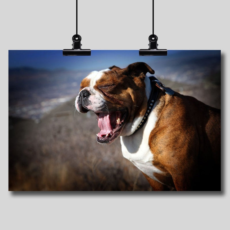 Photo Print: A Bulldog's Mighty Yawn - Dan Pearce Sticker Shop