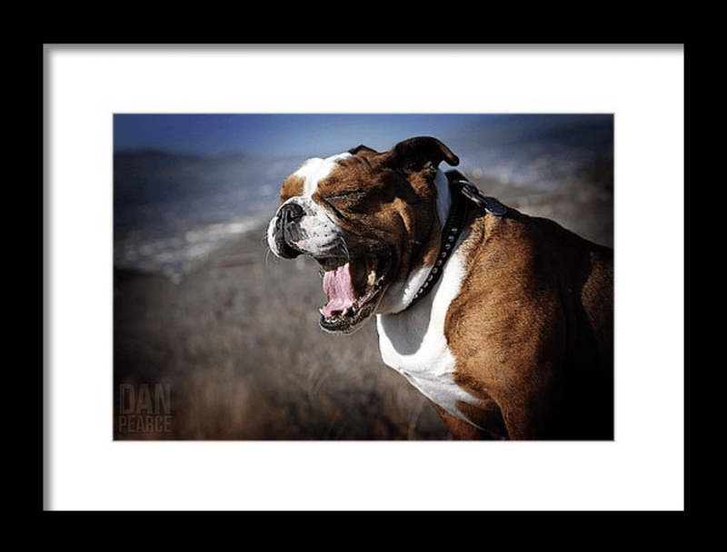 Photo Print: A Bulldog's Mighty Yawn - Dan Pearce Sticker Shop