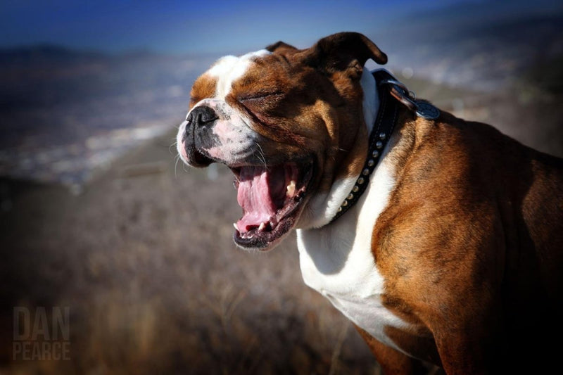 Photo Print: A Bulldog's Mighty Yawn - Dan Pearce Sticker Shop