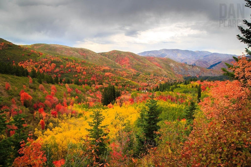 Photo Print: Autumn in the Wasatch Mountains - Dan Pearce Sticker Shop