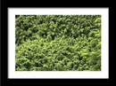 Photo Print: Bamboo Forest - Dan Pearce Sticker Shop