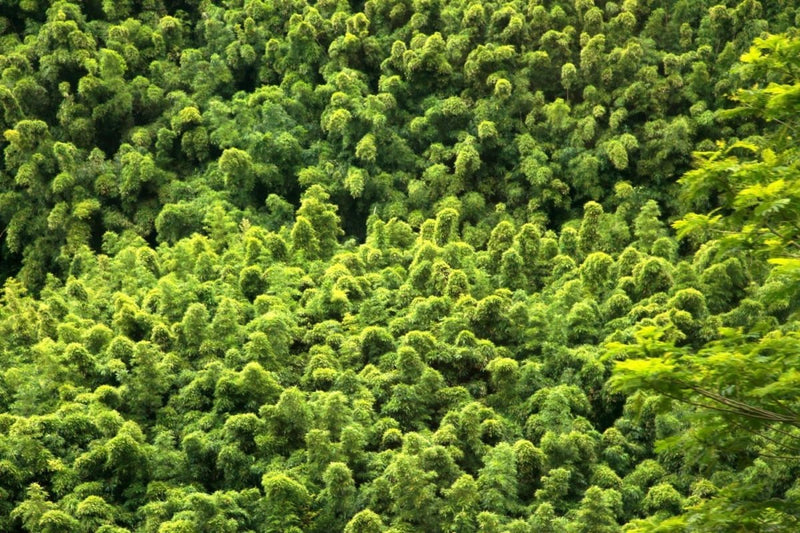 Photo Print: Bamboo Forest - Dan Pearce Sticker Shop