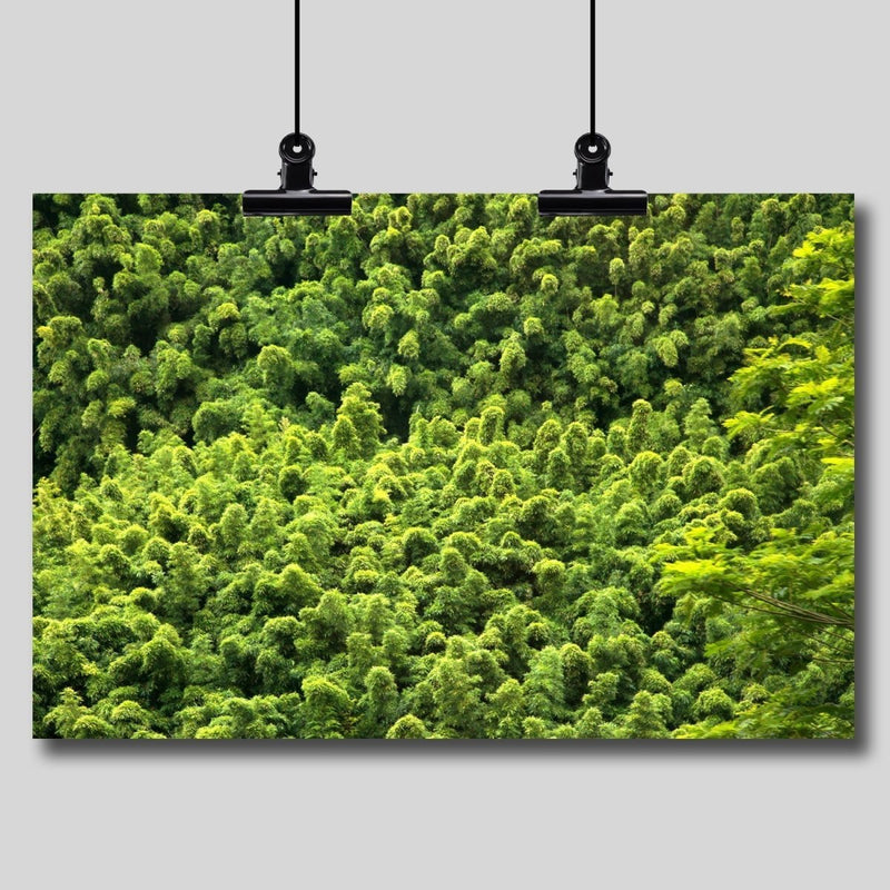 Photo Print: Bamboo Forest - Dan Pearce Sticker Shop