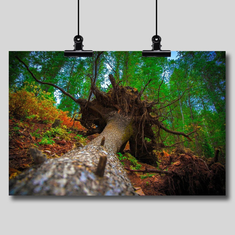 Photo Print: Beautiful Tree Root Ball - Dan Pearce Sticker Shop