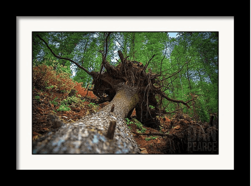 Photo Print: Beautiful Tree Root Ball - Dan Pearce Sticker Shop