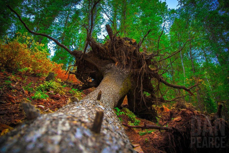 Photo Print: Beautiful Tree Root Ball - Dan Pearce Sticker Shop