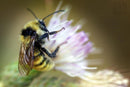 Photo Print: Bumblebee - Dan Pearce Sticker Shop