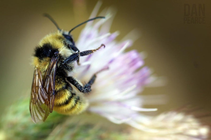 Photo Print: Bumblebee - Dan Pearce Sticker Shop