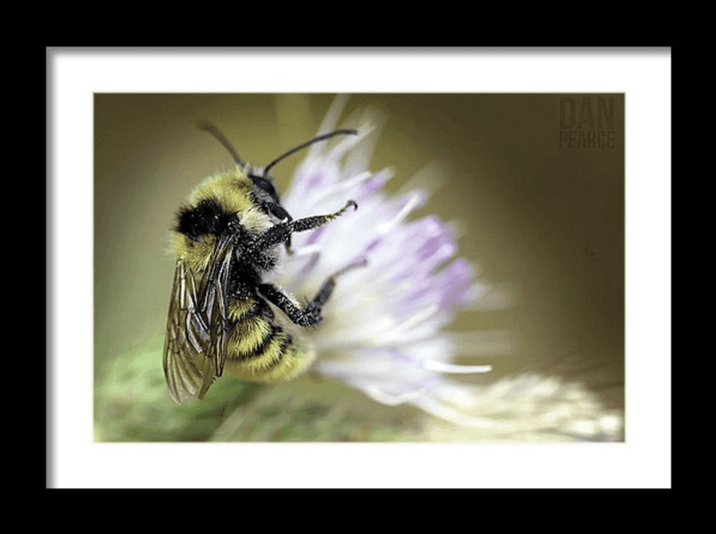 Photo Print: Bumblebee - Dan Pearce Sticker Shop