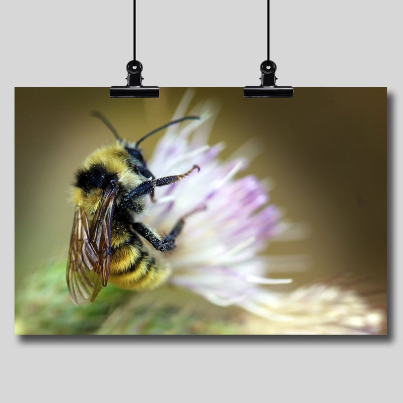 Photo Print: Bumblebee - Dan Pearce Sticker Shop