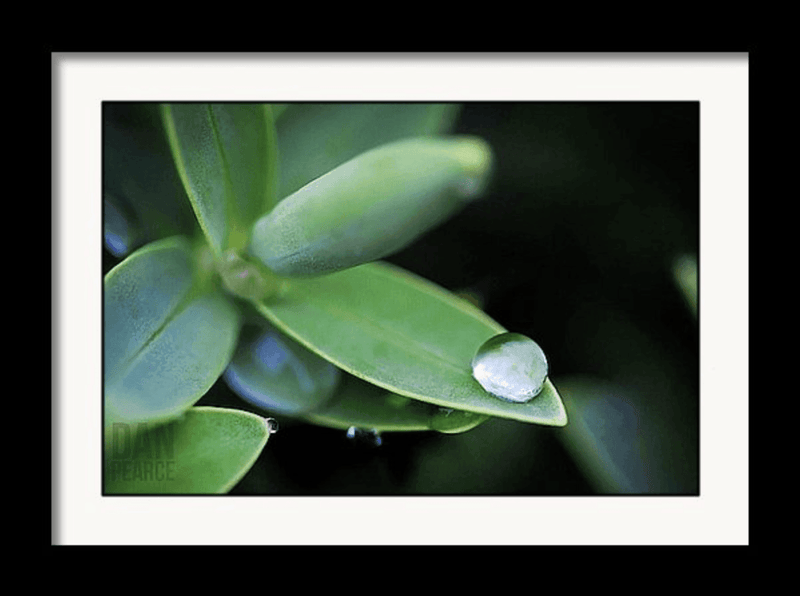 Photo Print: Dew Drop - Dan Pearce Sticker Shop