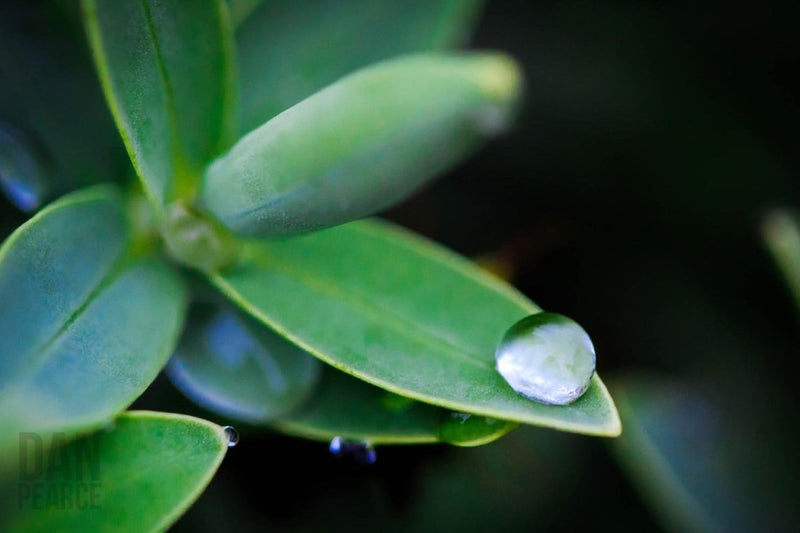 Photo Print: Dew Drop - Dan Pearce Sticker Shop