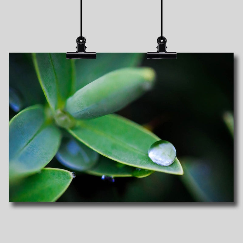 Photo Print: Dew Drop - Dan Pearce Sticker Shop