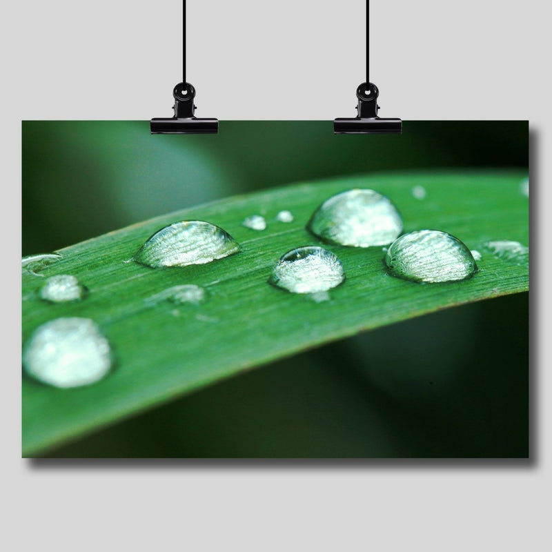 Photo Print: Dew Drops on a Blade of Grass - Dan Pearce Sticker Shop