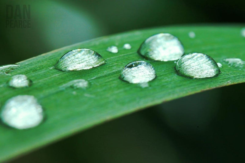 Photo Print: Dew Drops on a Blade of Grass - Dan Pearce Sticker Shop