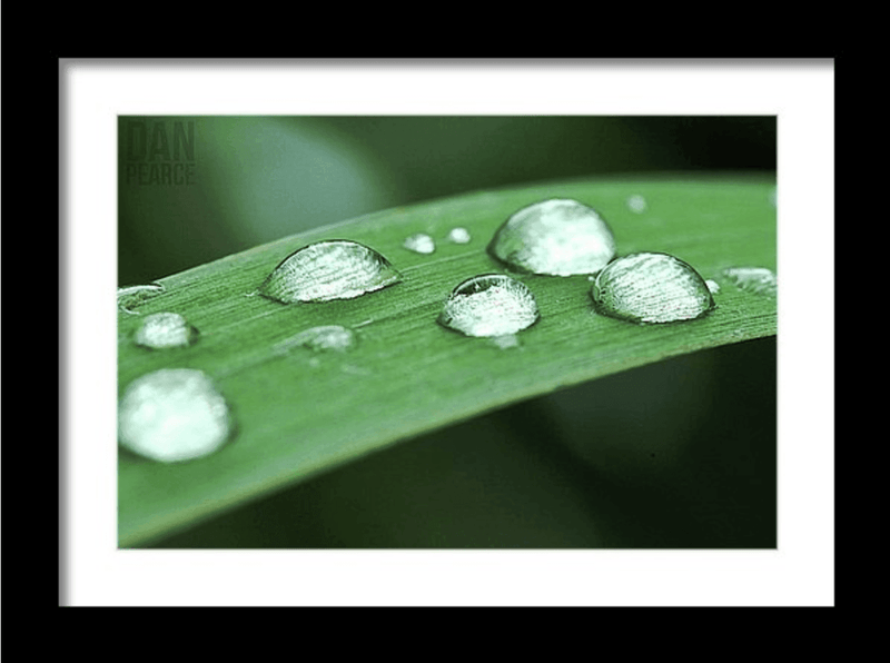 Photo Print: Dew Drops on a Blade of Grass - Dan Pearce Sticker Shop