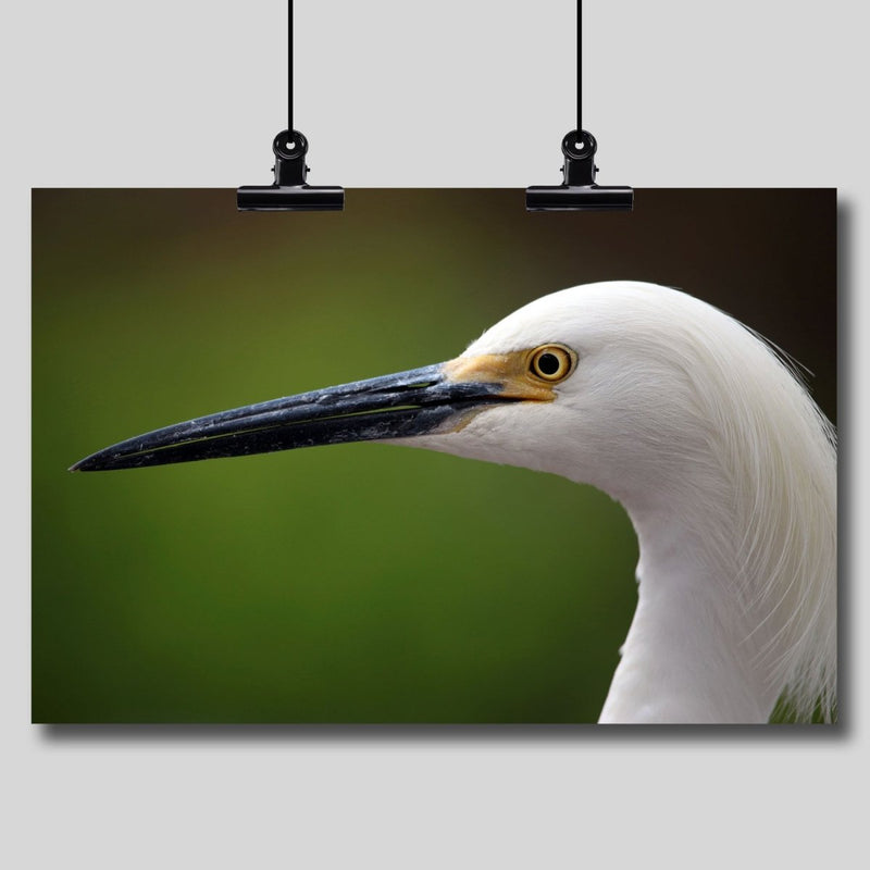 Photo Print: Egret - Dan Pearce Sticker Shop