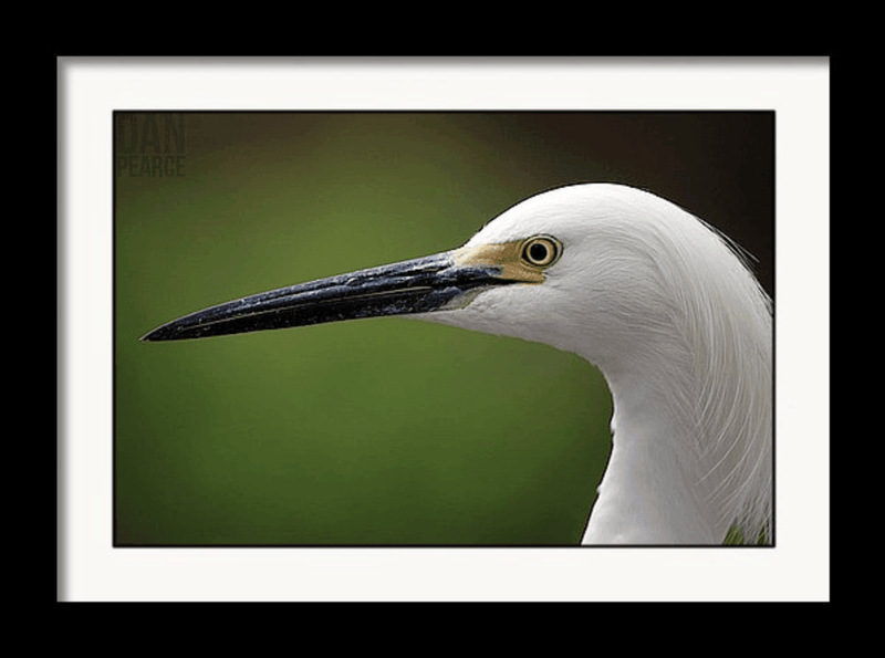 Photo Print: Egret - Dan Pearce Sticker Shop