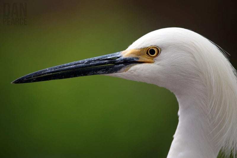 Photo Print: Egret - Dan Pearce Sticker Shop