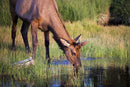 Photo Print: Elk Yearling - Dan Pearce Sticker Shop