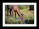 Photo Print: Elk Yearling - Dan Pearce Sticker Shop