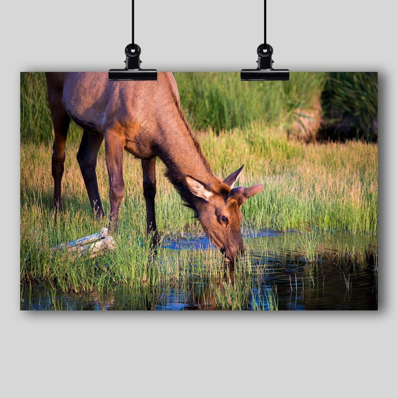 Photo Print: Elk Yearling - Dan Pearce Sticker Shop