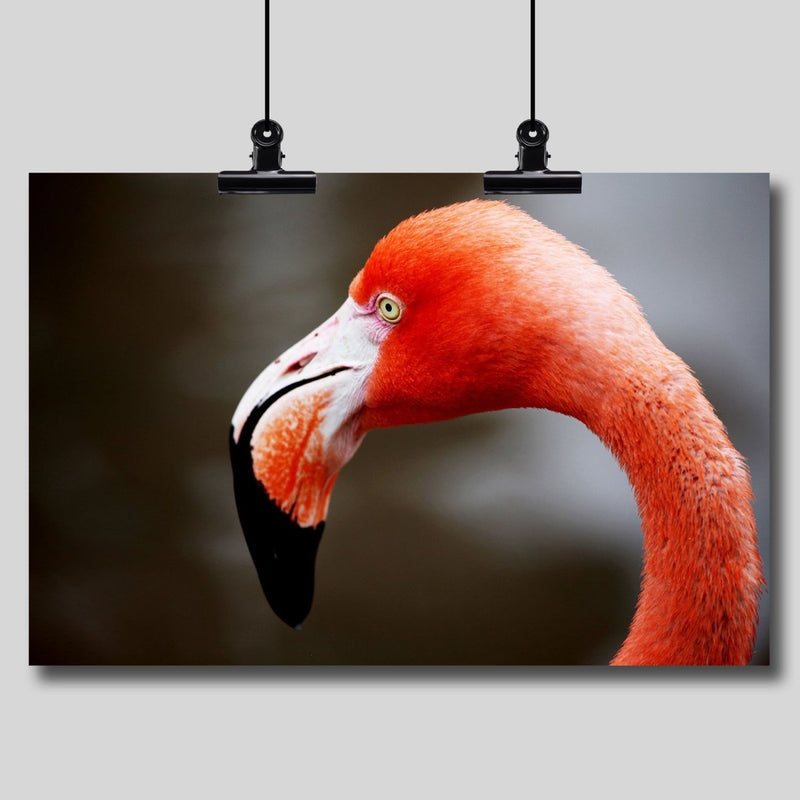 Photo Print: Flamingo - Dan Pearce Sticker Shop